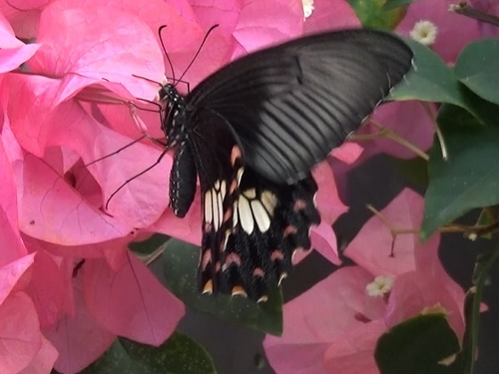 �`���E�`��