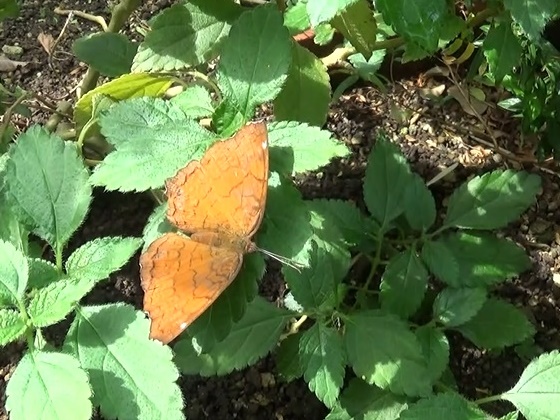 �`���E�`��