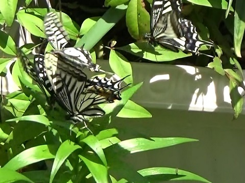 �`���E�`��