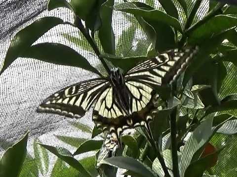 �`���E�`��