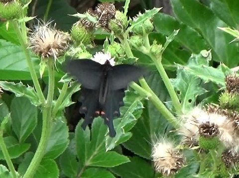 �`���E�`��