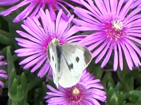 �`���E�`��