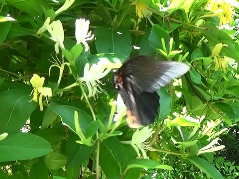 �`���E�`��