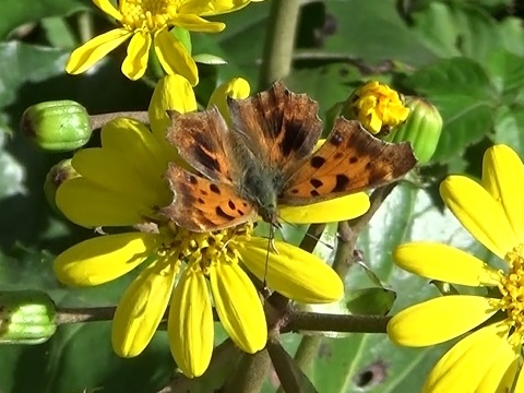 �`���E�`��