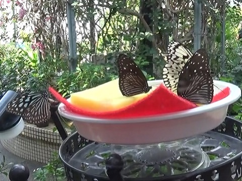 �`���E�`��